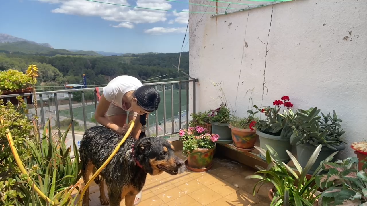 💦 🐶 LAVAMOS A TYSON _ !redes !*******.mp4_snapshot_10.08.752.png
