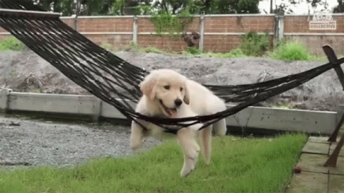 1000021834.gif