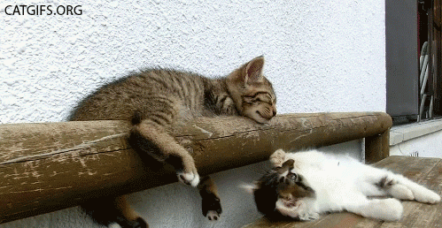 137_sleepfalls_cat_gifs.gif