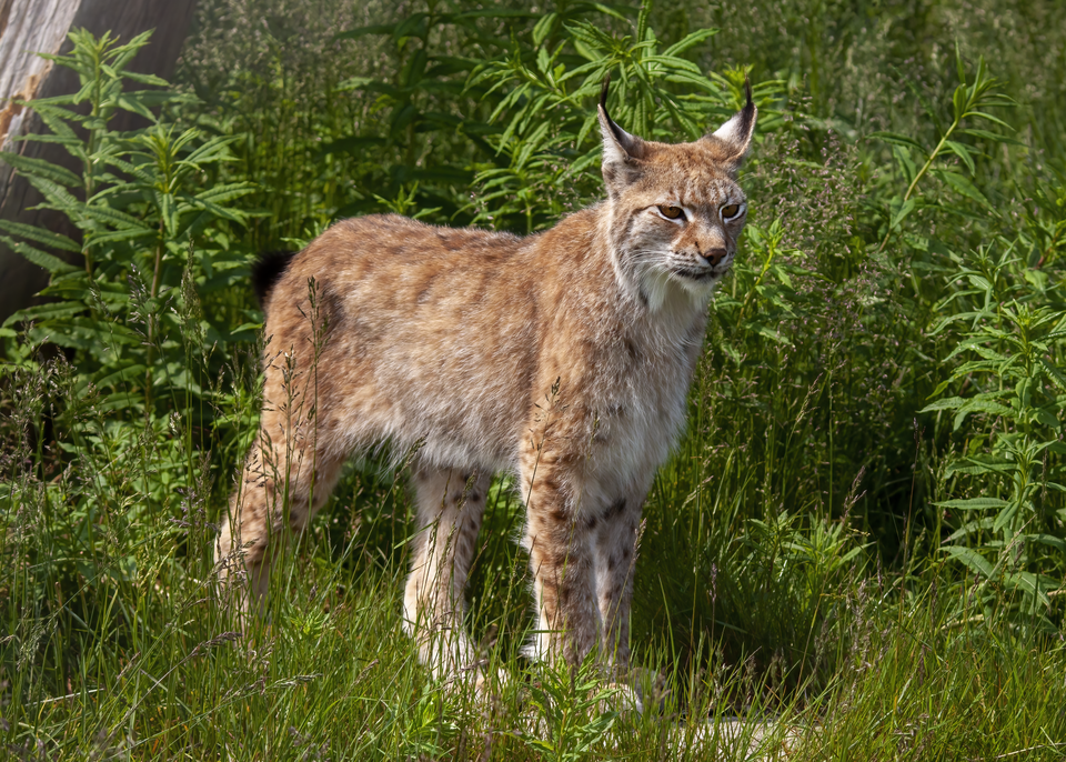 20130711_EurasianLynx_IMG_8059.png