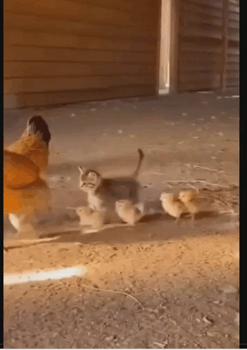 20260212_220455 (online-video-cutter.com).gif