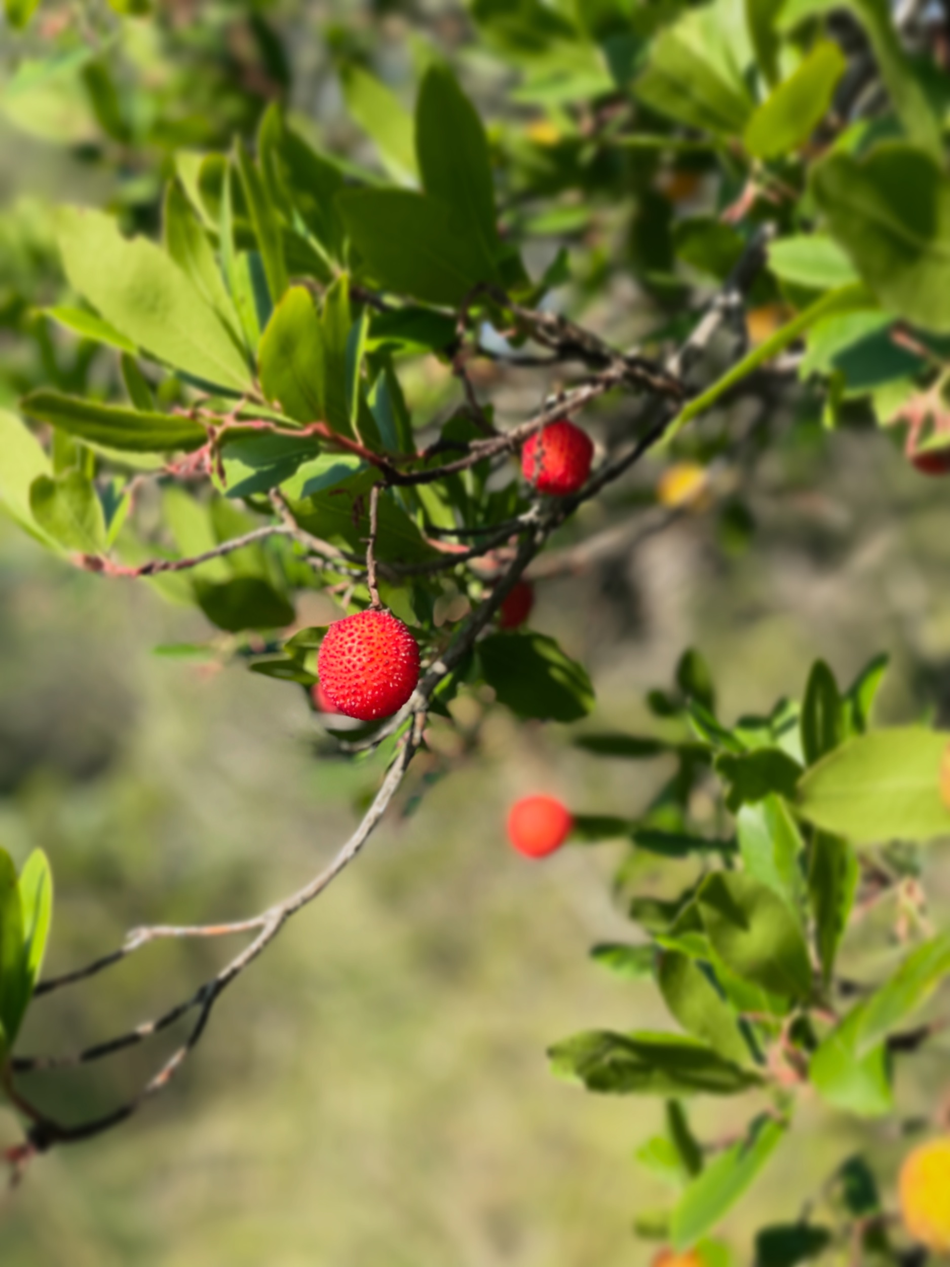 5C571E01-8D4B-4D78-9E57-1A8569356365.jpeg