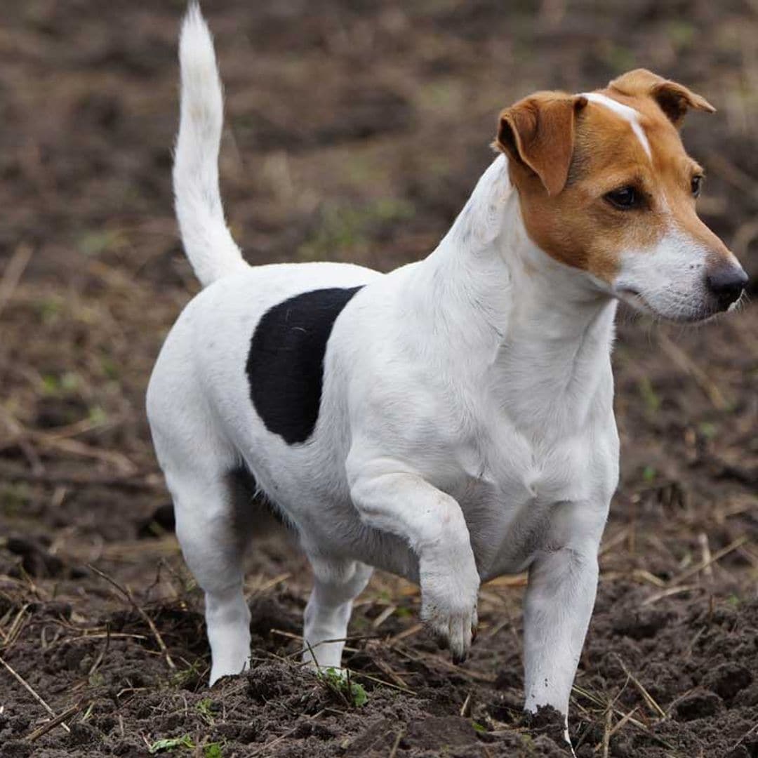 8e79cd35e9bc-jack-rusell-terrier1-t.jpg