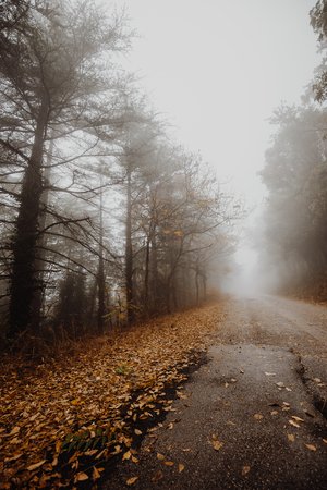 99798042-beautiful-view-of-a-road-in-the-middle-of-fog-with-trees-at-the-sides-and-leaves-on-t...jpg