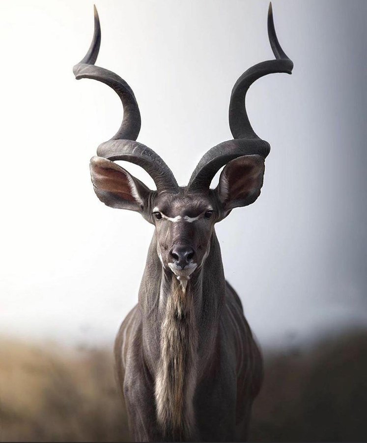 animkudu.jpg