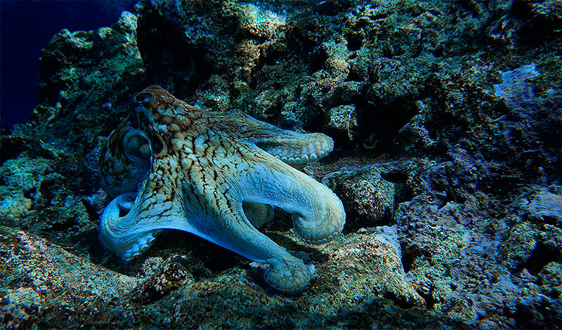 anipulpo.jpg