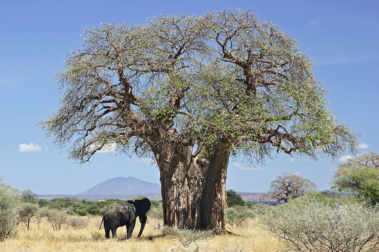Baobab_and_elephant,_Tanzania.jpg