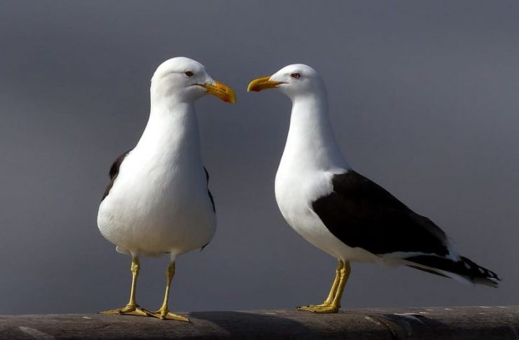 bird-animal-animal-wildlife-vertebrate-animal-themes-animals-in-the-wild-group-of-animals-e168...jpg