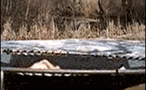 cameslg.gif