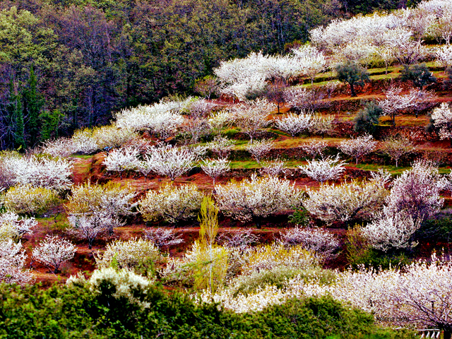 cerezo-en-flor.jpg