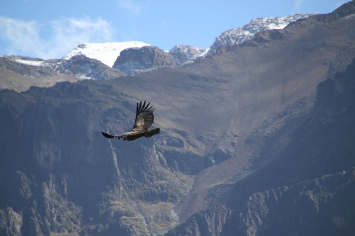 condor-en-el-cañon-de-colca.jpg