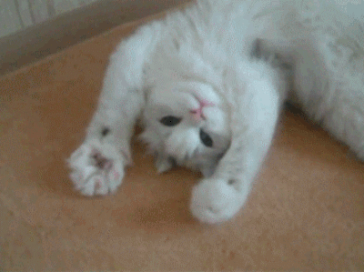 dce00dfde1bcac924773d757989c9540.gif