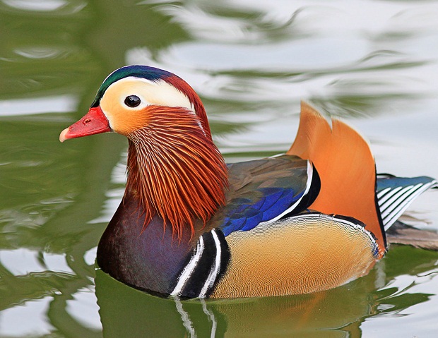 el-pato-mandarin.jpg