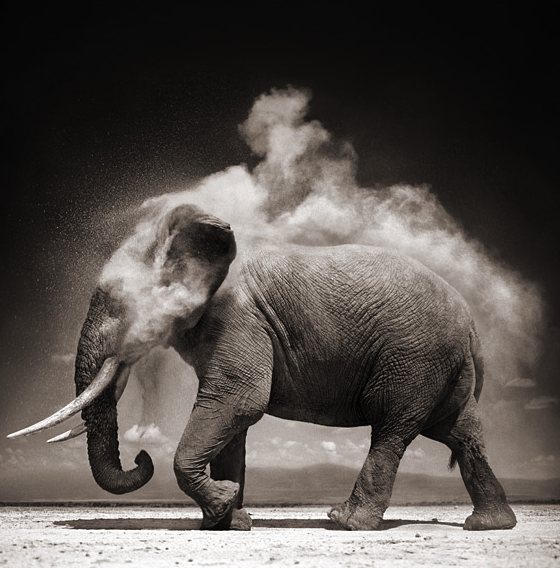 Elefante.jpg