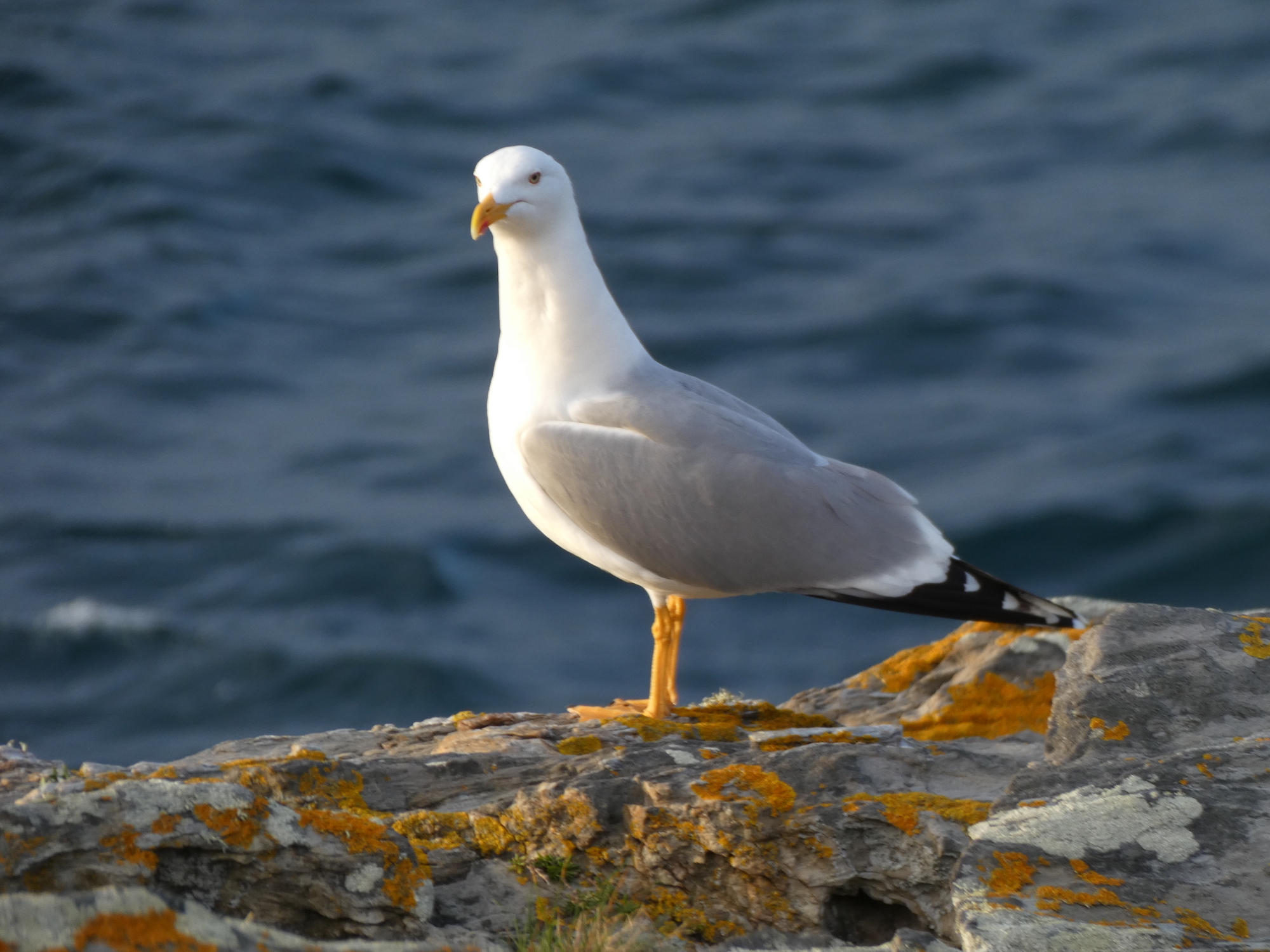 Gaviota-patiamarilla-1©A.-Martinez-Abrain.jpg