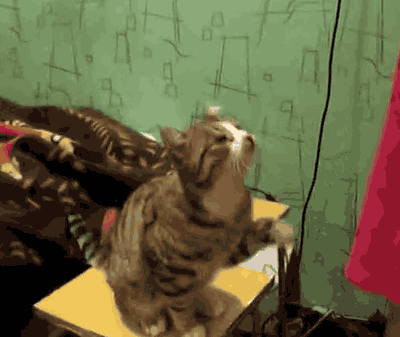 Gifs-de-Gatos-5.gif