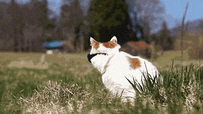 giphy (8).gif