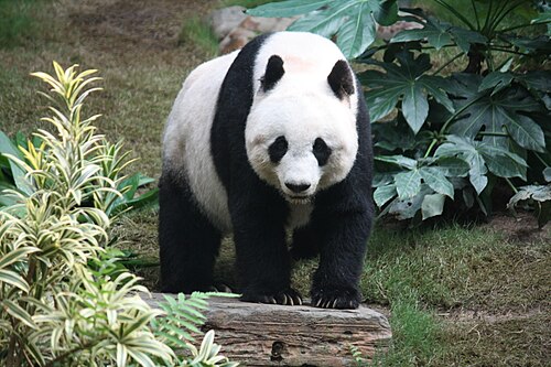 Grosser_Panda.JPG