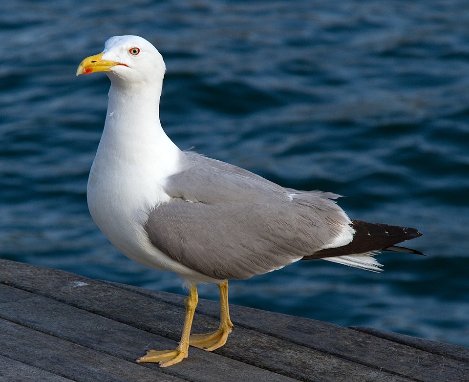 Gull_(5828444208).jpg
