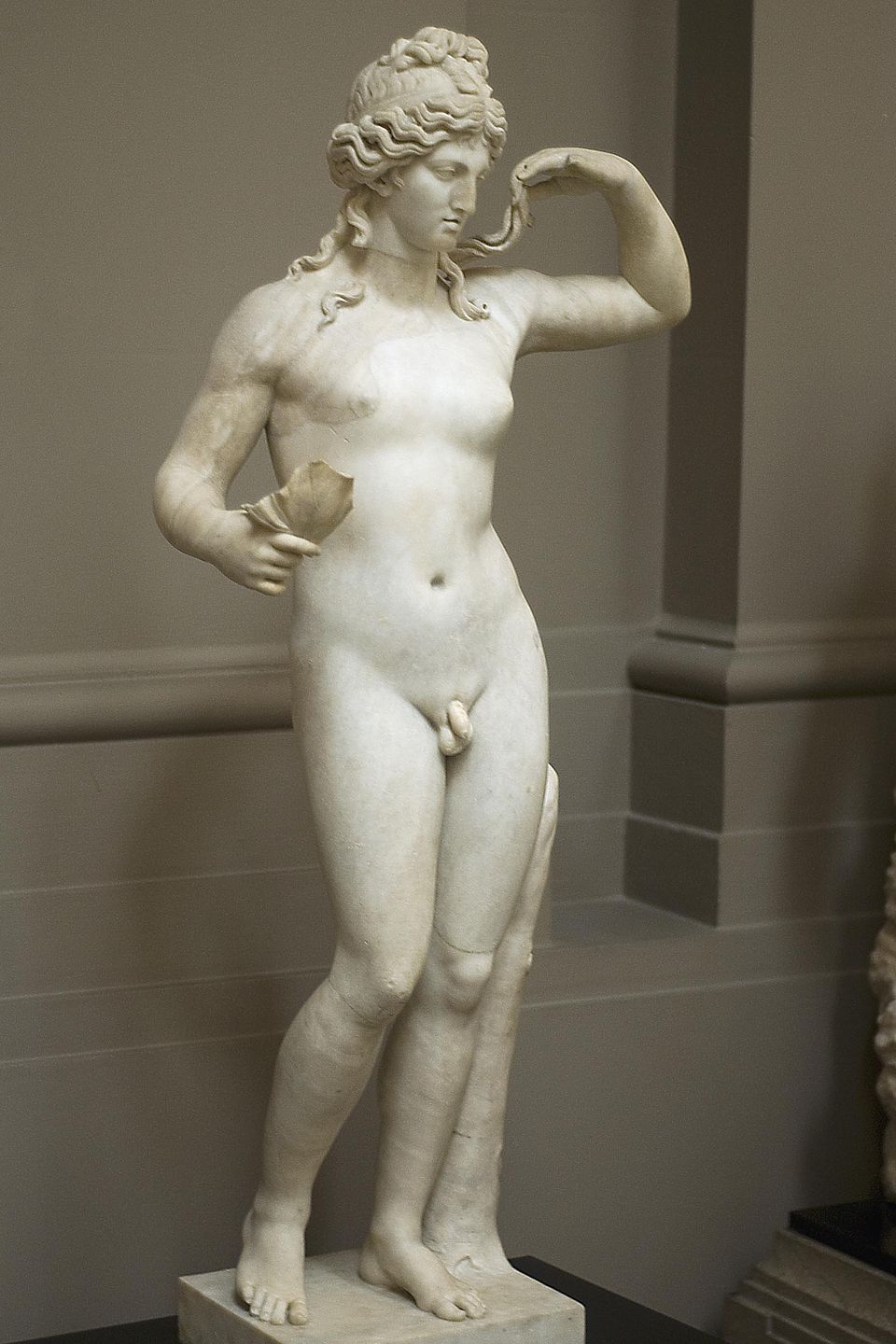 Hermaphroditus_lady_lever.jpg