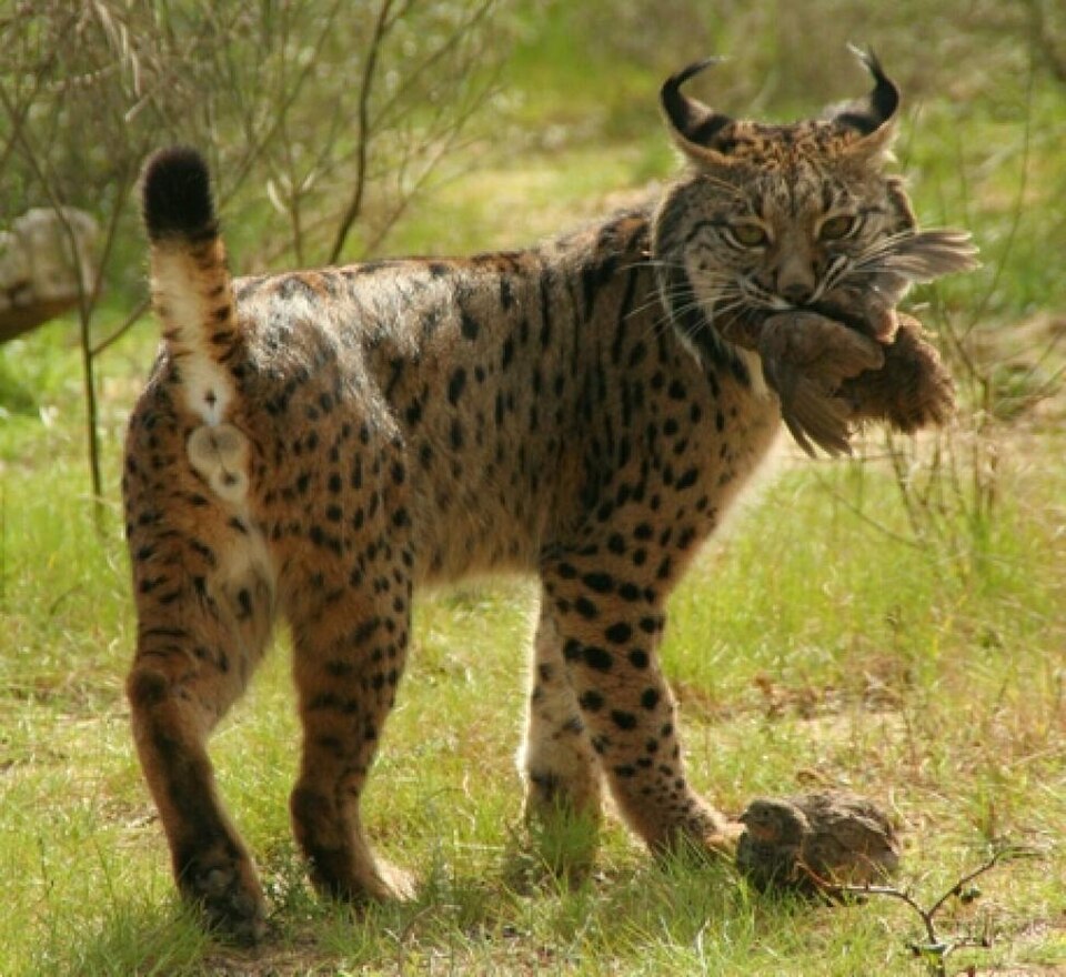 Iberian_Lynx_eating_bird.jpg