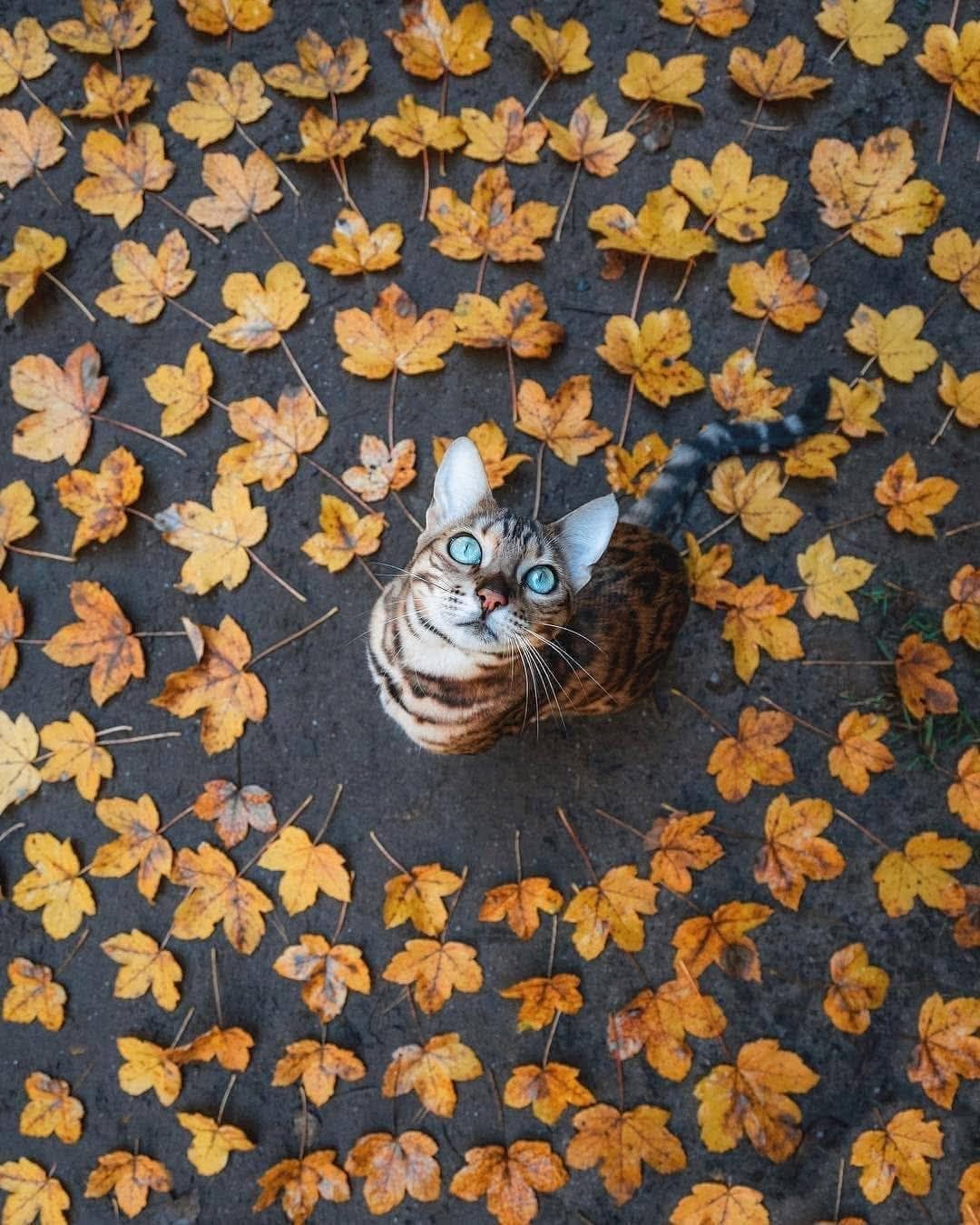 IMG_0378.jpeg