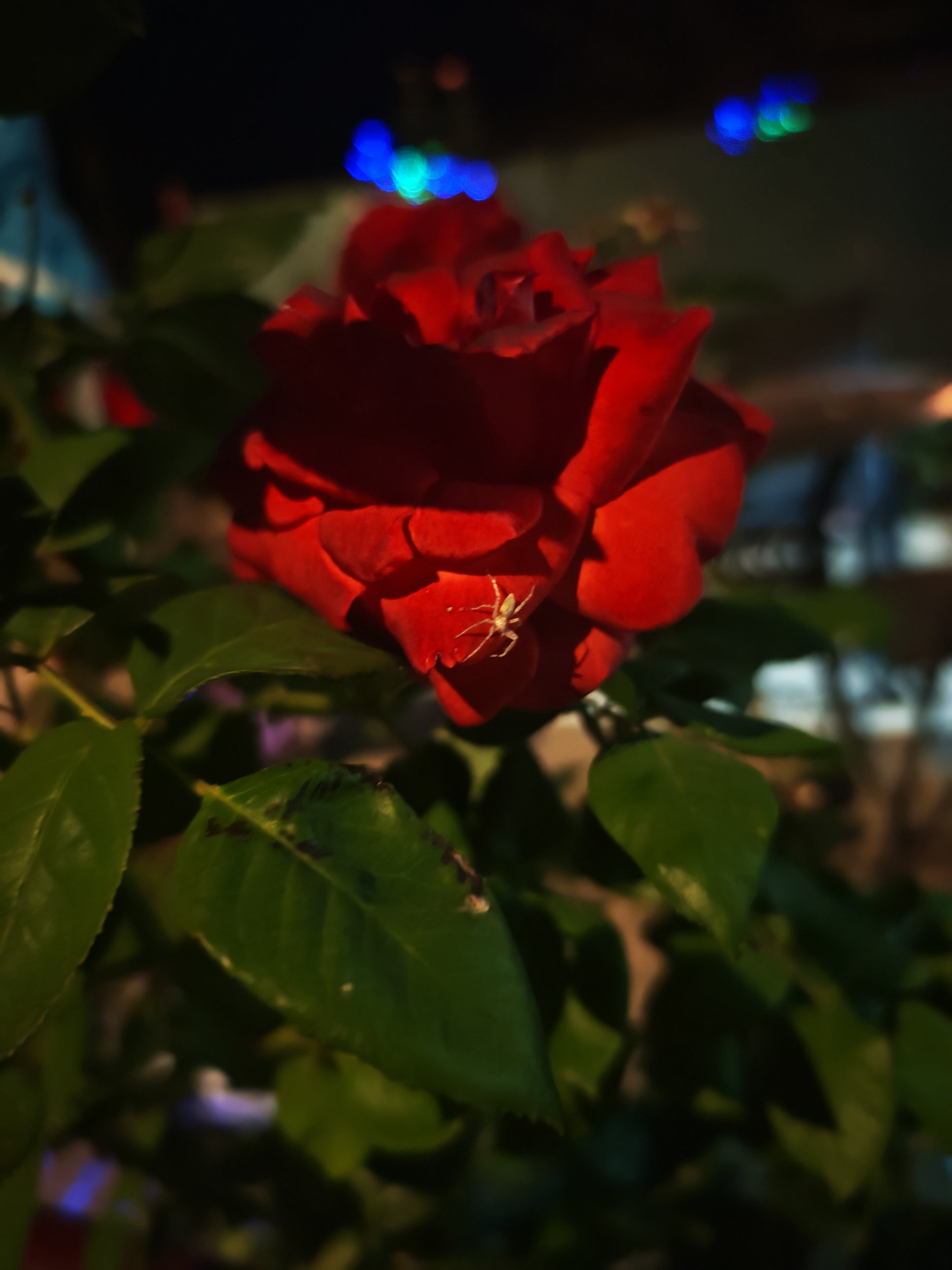 IMG_20250824_233229.jpg