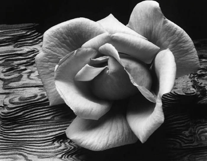 IMG_4705.jpeg