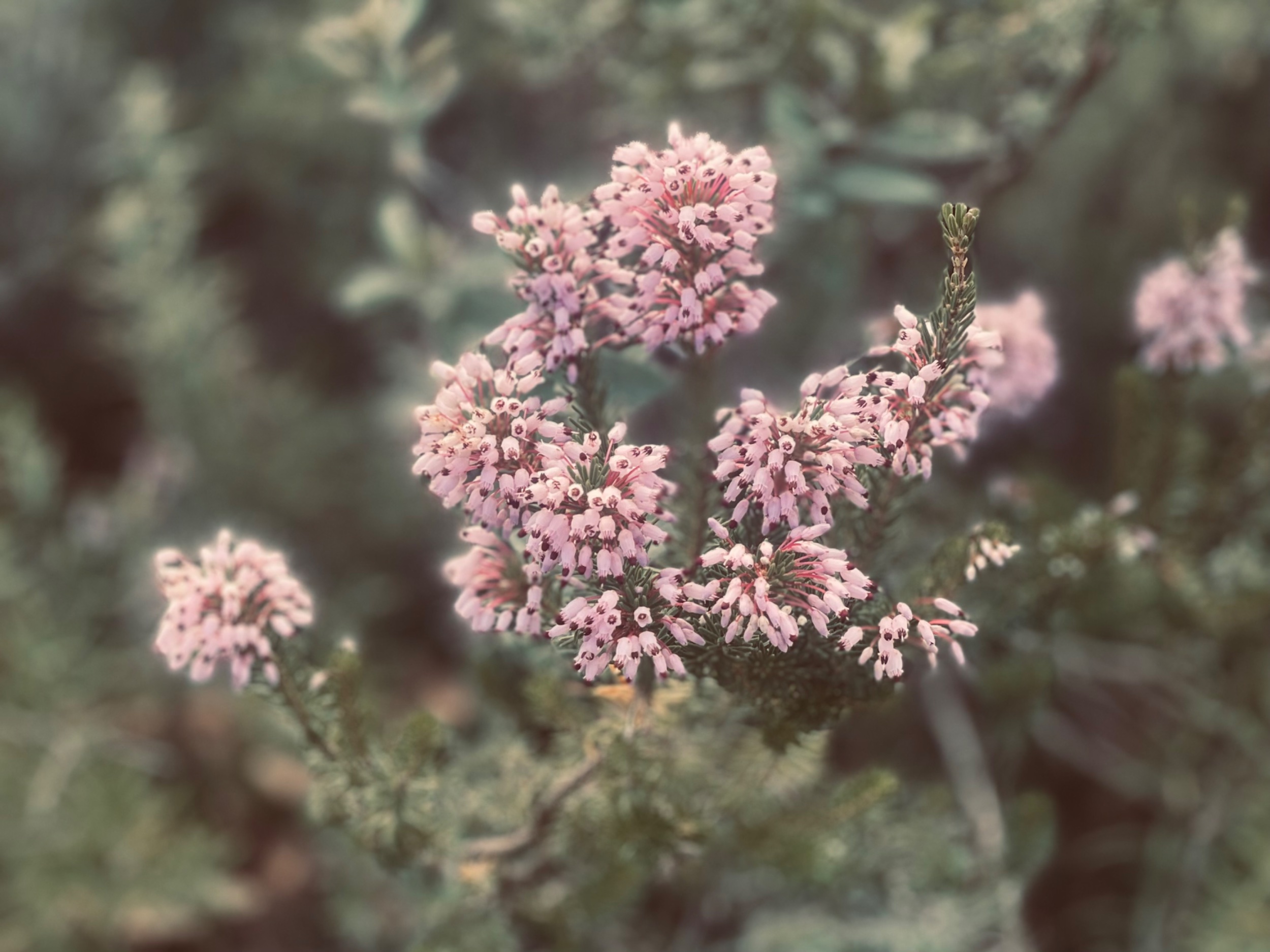 IMG_9208.jpeg