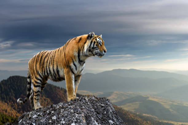 istockphoto-1347184195-612x612.jpg