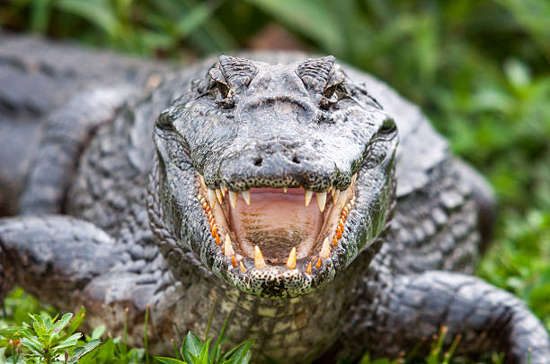 istockphoto-171586404-612x612.jpg