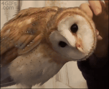 lechu.gif