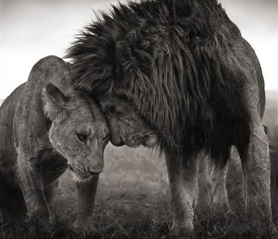 Leones.jpg