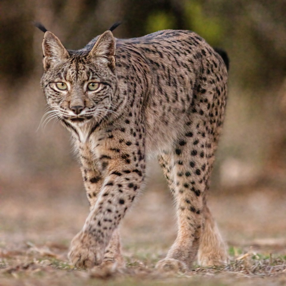 Lince_ibérico_(Lynx_pardinus),_Almuradiel,_Ciudad_Real,_España,_2021-12-19,_DD_04.jpg