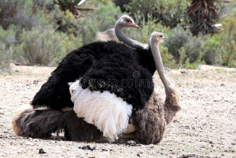 mating-ostrich-birds-11464612-3984102826.jpg