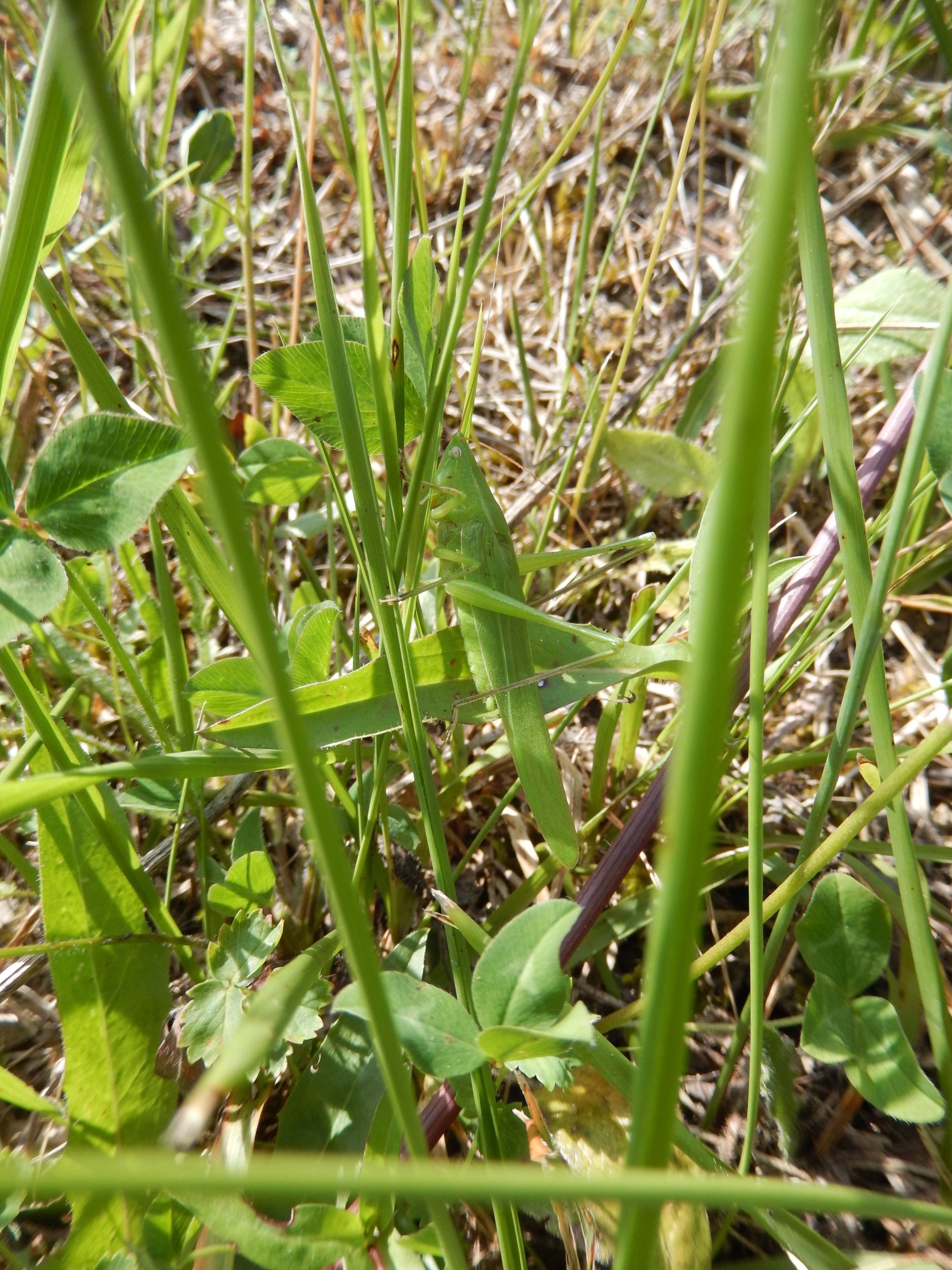 NE3765.jpg
