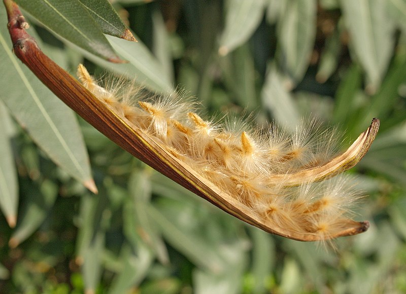 Nerium-oleander-semillas.jpg