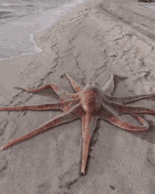 octopus.gif