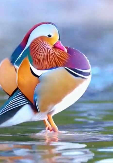 pato_mandarin.JPG