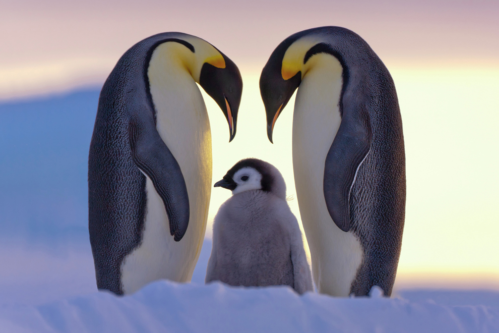 Pingüinos2.jpg