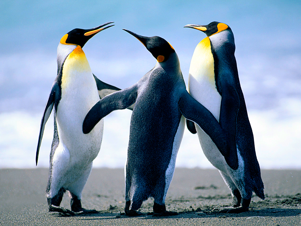 Pingüinos3.jpg