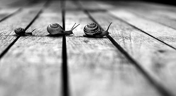 poetcaracol.jpg