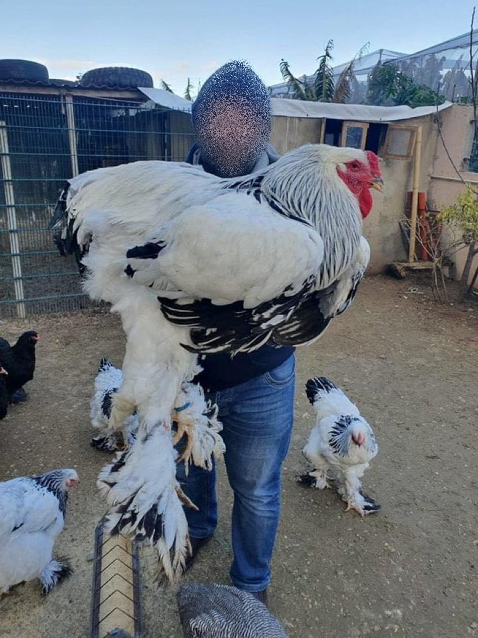 POLLO-ON.jpg