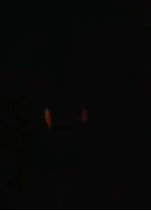rambo gato.gif