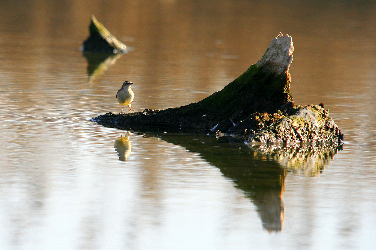 Reflejos.jpg