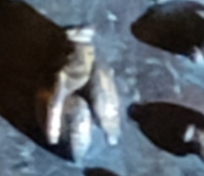 Reto379A.jpg