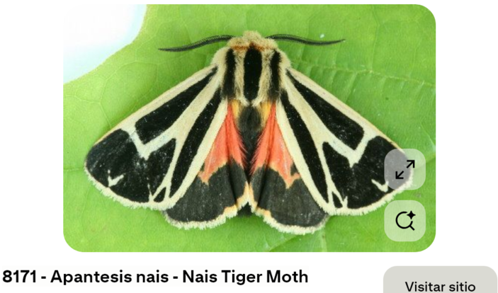 Screenshot 2025-11-03 at 18-18-30 8171 - Apantesis nais - Nais Tiger Moth(2).png
