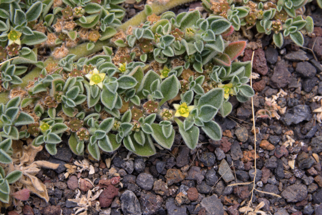 Screenshot 2025-12-10 at 17-43-46 Img_8404-portada-pata-perro-patilla-aizoon-canariense-jpg.jp...png