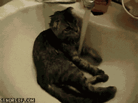 SNSo.gif