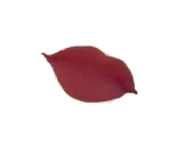 spcouple20230724 r png (1).png